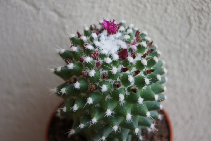 mammillaria  4