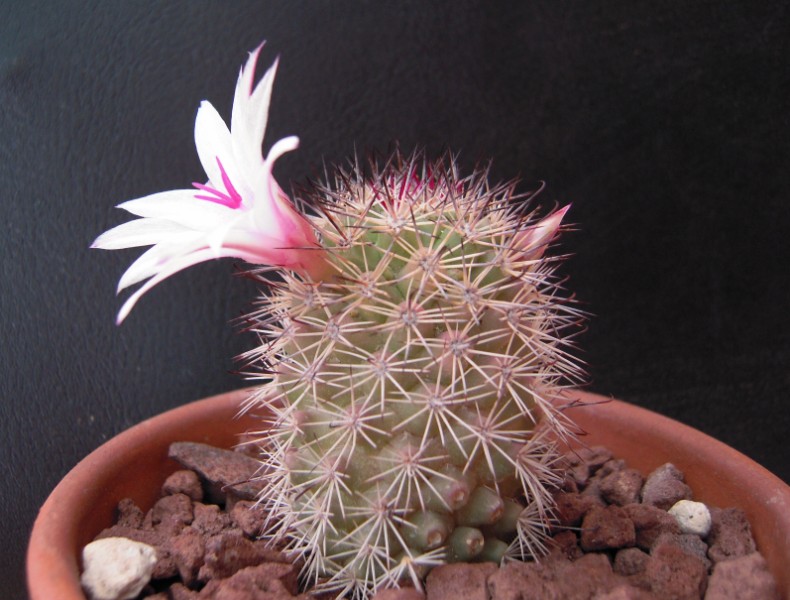 Mammillaria fraileana 