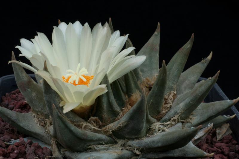 Ariocarpus trigonus 