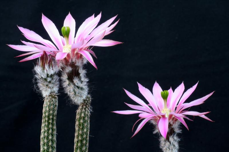 Echinocereus poselgeri 