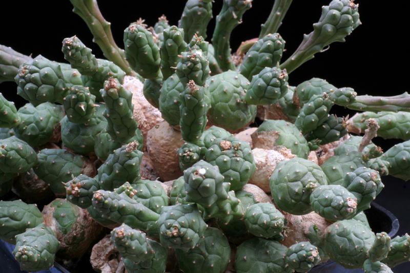 Euphorbia globosa 