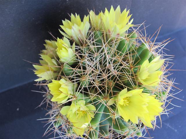 Mammillaria longimamma 