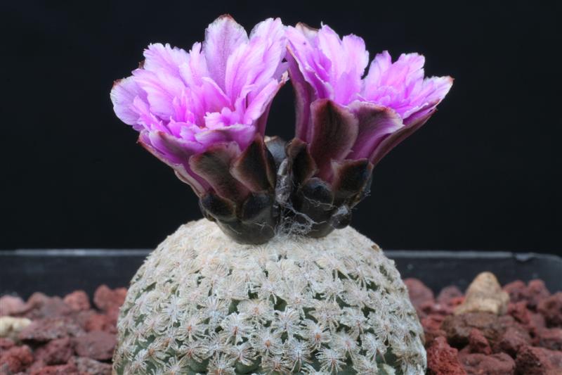 Turbinicarpus valdezianus 