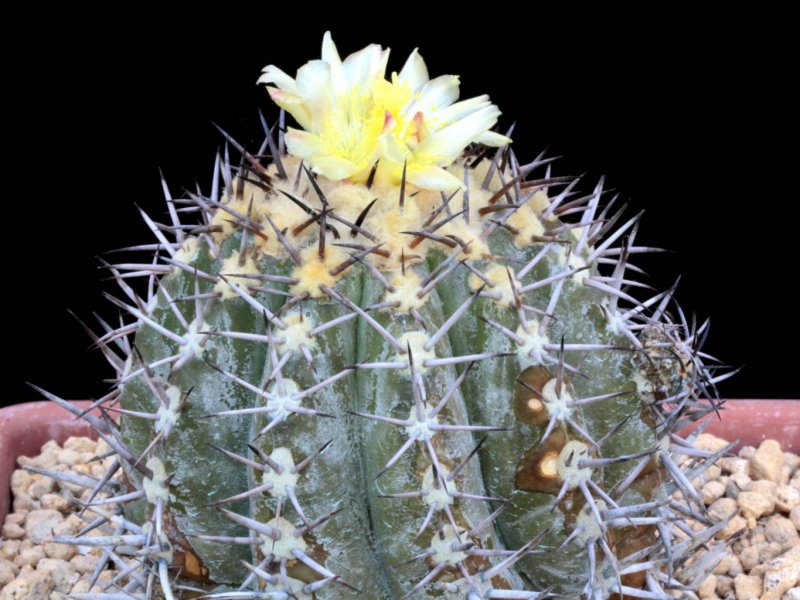 Copiapoa echinoides 