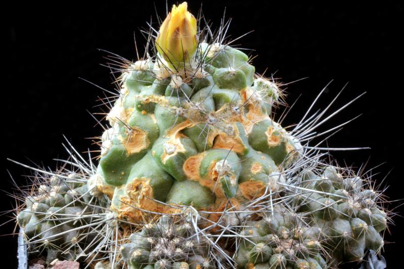 Copiapoa maritima KK 1709