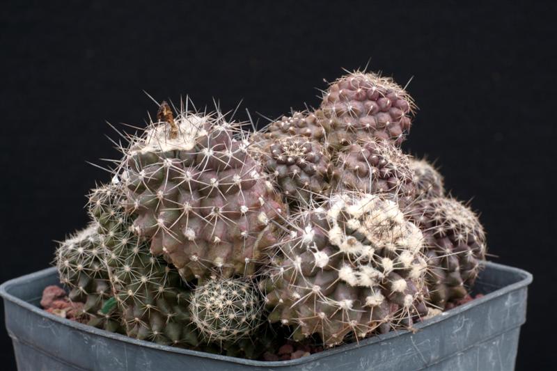 Copiapoa humilis v. tenuissima 