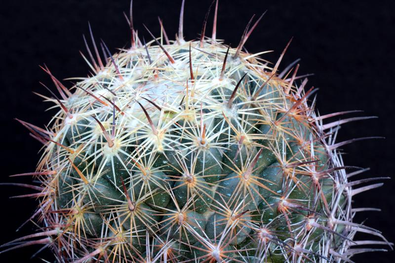 Coryphantha cornifera 