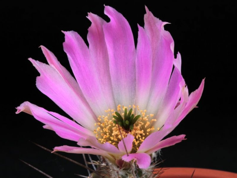 Echinocereus pentalophus ssp. procumbens 