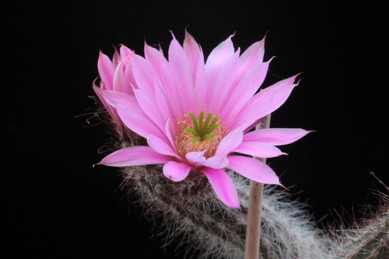 Echinocereus schmollii 