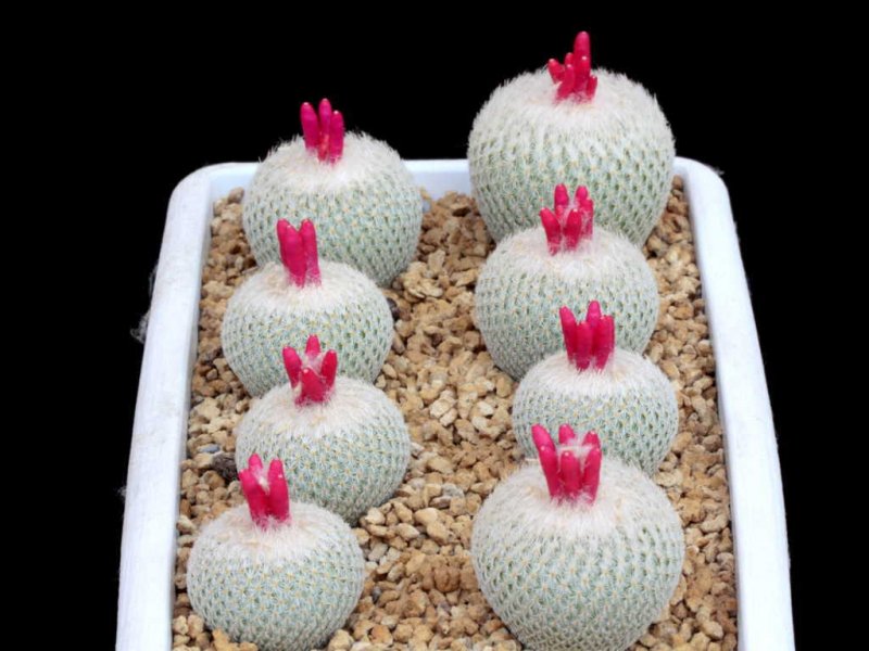 Epithelantha micromeris 