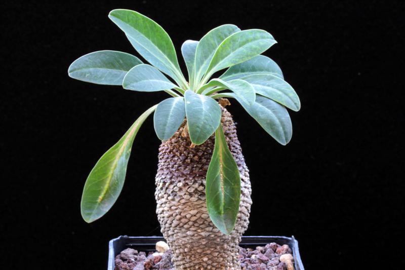 Euphorbia bupleurifolia 