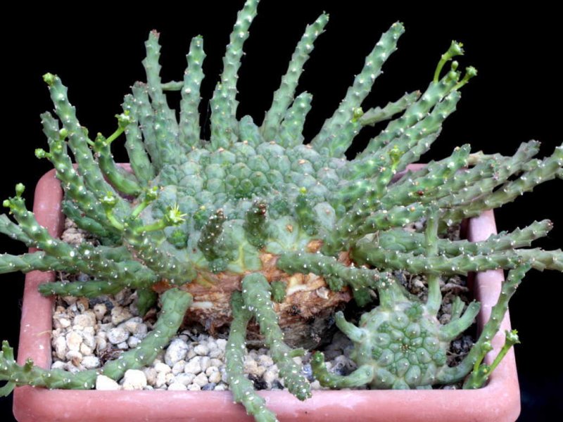 euphorbia g marx 211