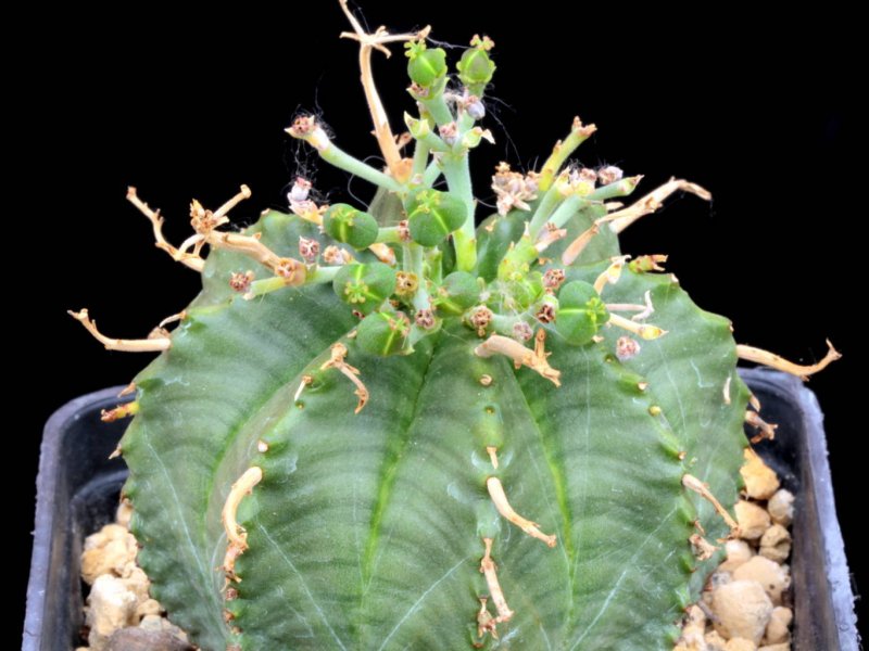 Euphorbia valida 