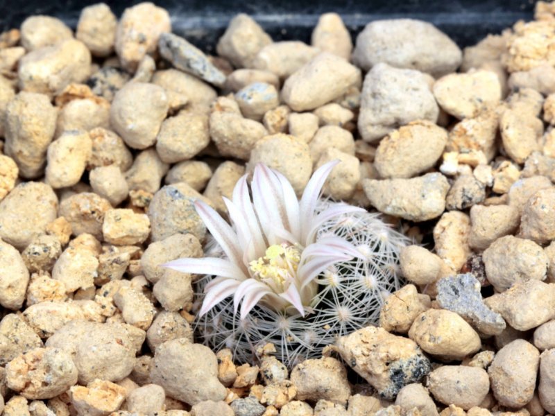 Mammillaria coahuilensis ssp. albiarmata 