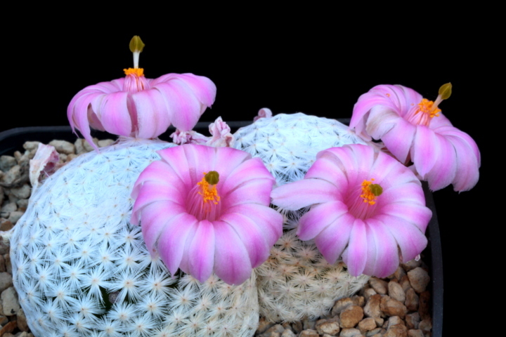 Mammillaria herrerae GCG