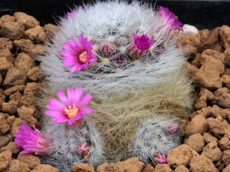 Mammillaria laui ssp. dasyacantha 