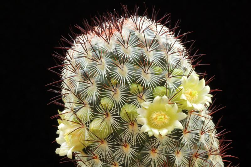 Mammillaria microhelia 