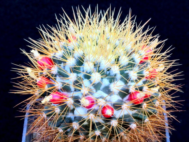 Mammillaria nivosa 