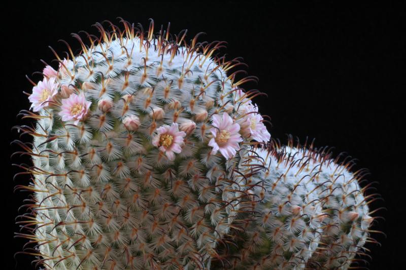 Mammillaria perezdelarosae 