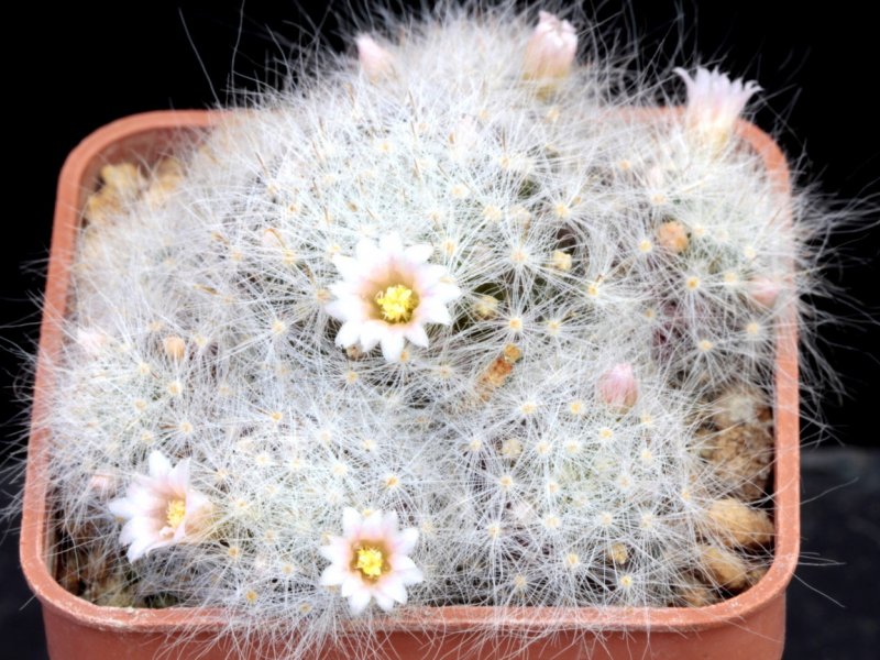 Mammillaria schwarzii 