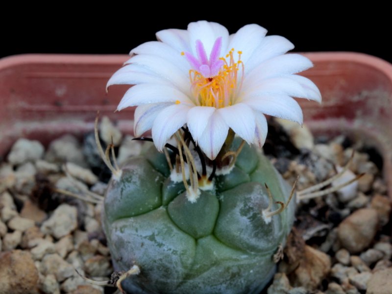 turbinicarpus macrochele