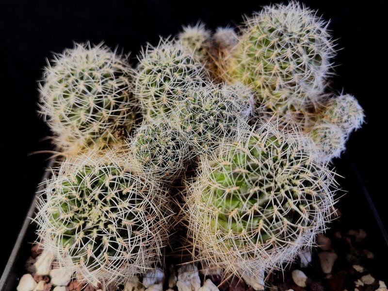 Sulcorebutia vasqueziana ssp. losenickyana WR477