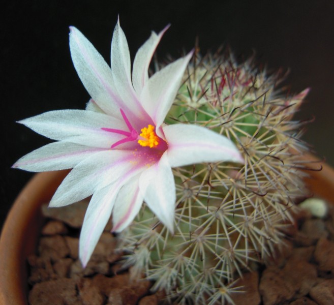 Mammillaria fraileana 