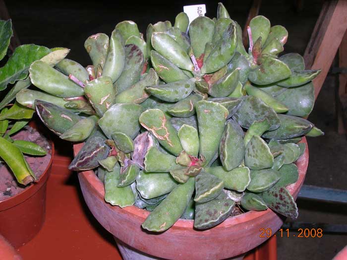 Adromischus cooperi 