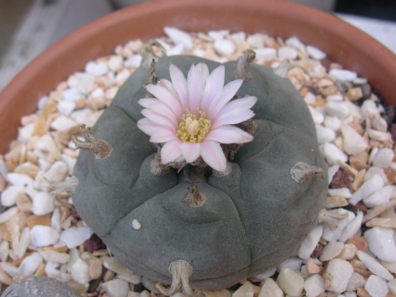 Lophophora williamsii 