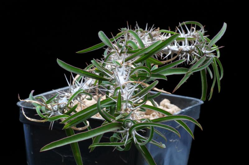 Euphorbia kondoi 
