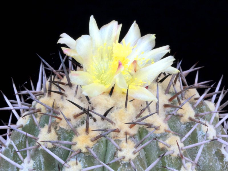 Copiapoa echinoides 