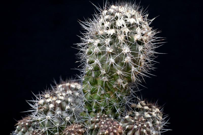 Copiapoa humilis 