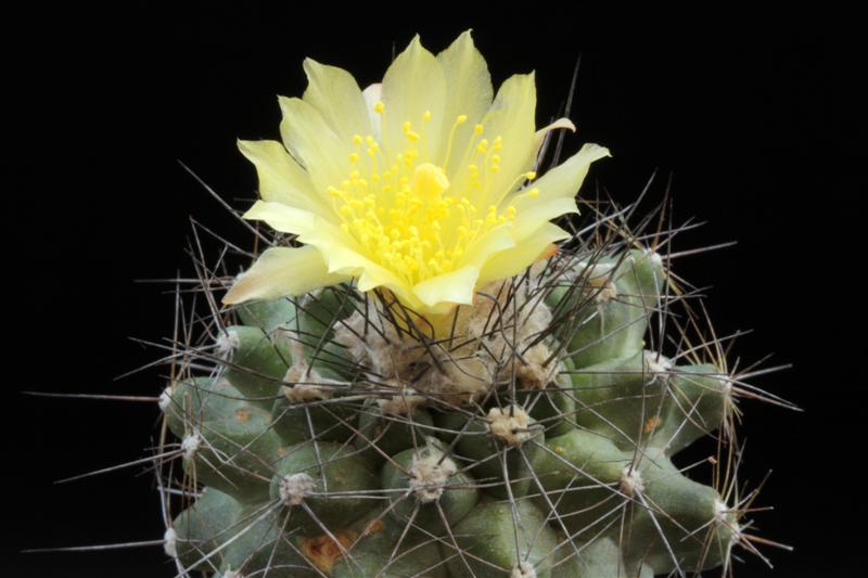 Copiapoa maritima KK 1709