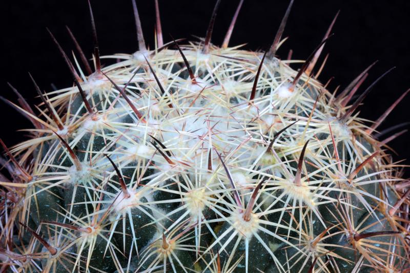 Coryphantha cornifera 