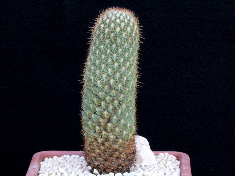 Coryphantha glassii KKR 604