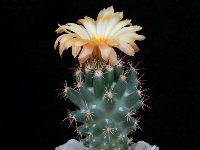 Coryphantha wohlschlageri 