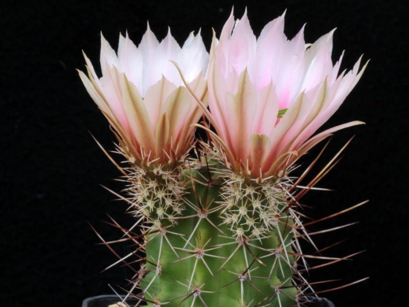 Echinocereus engelmannii ssp. fasciculatus 