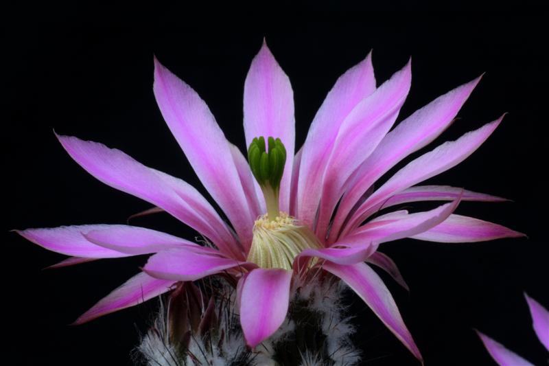 Echinocereus poselgeri 