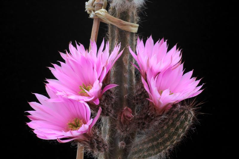 Echinocereus schmollii 