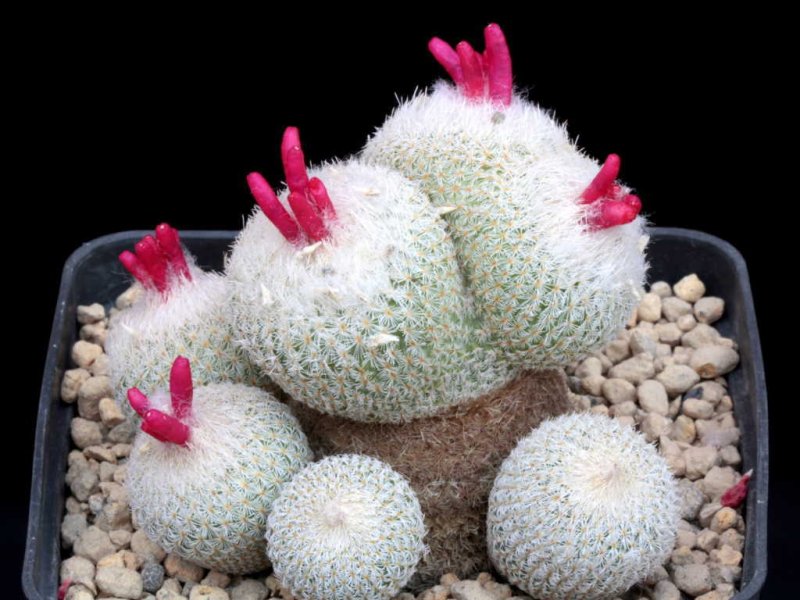 Epithelantha micromeris 