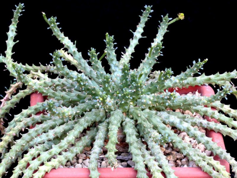 euphorbia medusae "palmer" 1336