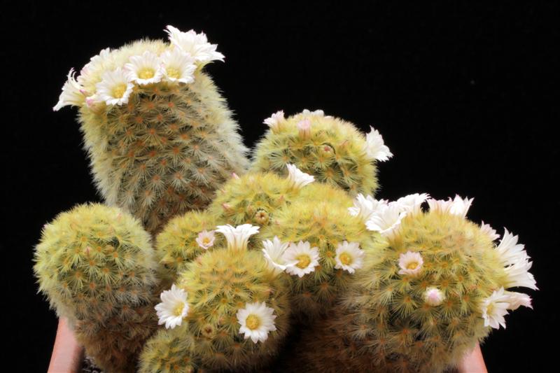 Mammillaria carmenae 