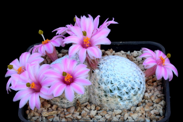 Mammillaria herrerae GCG