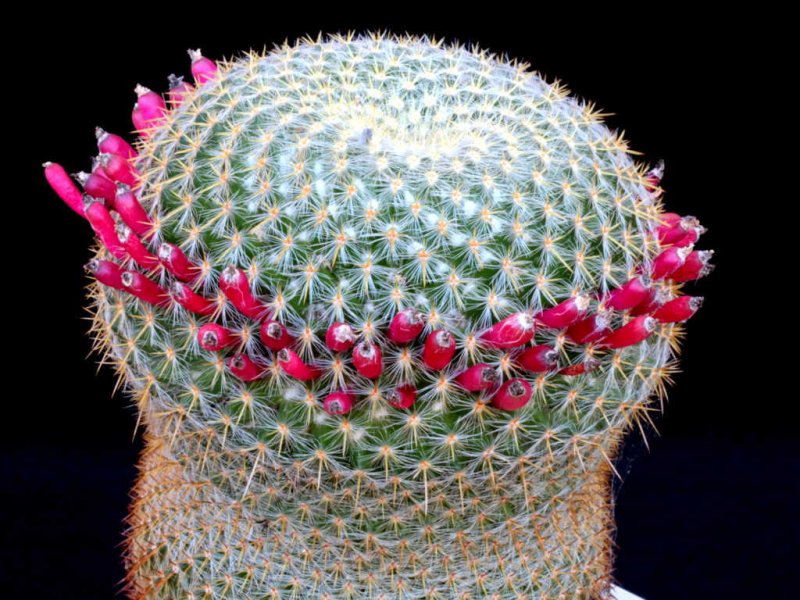 Mammillaria muehlenpfordtii 