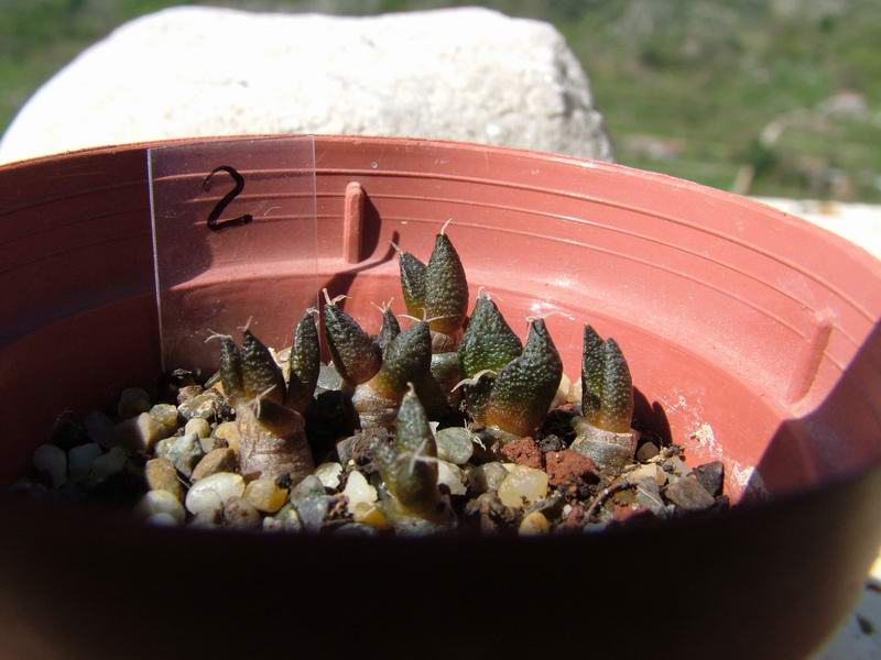 Ariocarpus fissuratus 