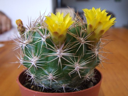 Weingartia lanata 