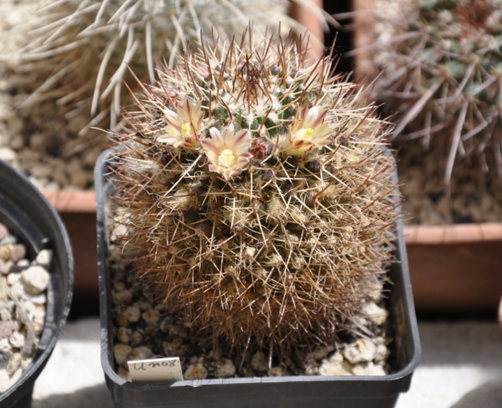 Mammillaria karwinskiana ssp. collinsii 