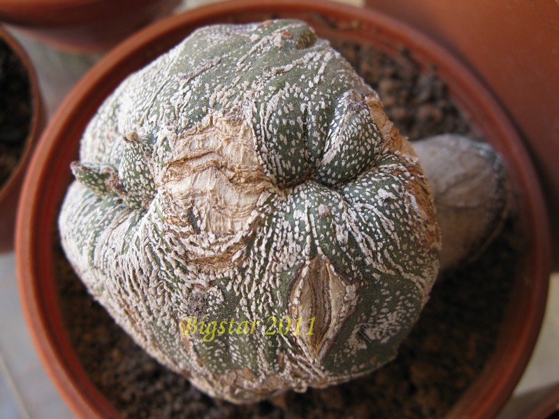 Astrophytum myriostigma f. monstruosum cv. onzuka 