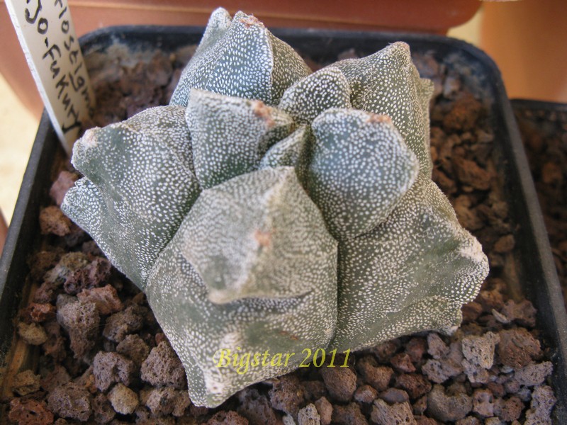 Astrophytum myriostigma cv. kikko hakuun 