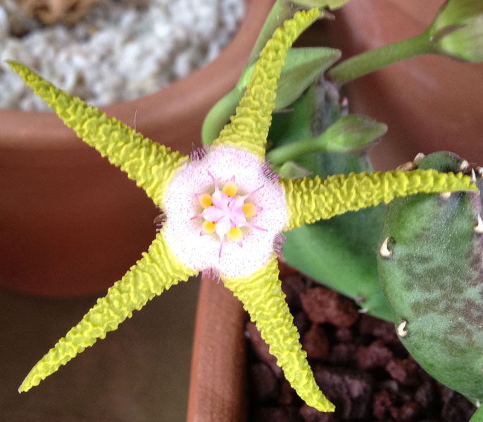 Stapelia flavopurpurea 